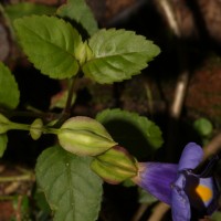 Torenia fournieri Linden ex E.Fourn.